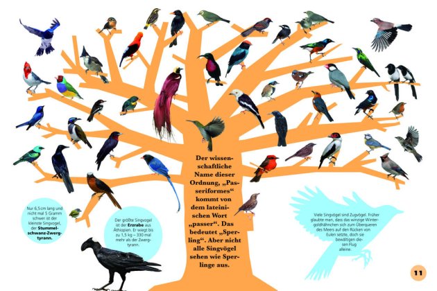 Seiten aus: Piep - Die ganze Welt der Vögel. Dorling Kindersley 2010