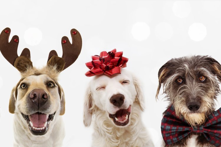 Mehrere Hunde mit weihnachtlicher Dekoration auf dem Kopf schauen in die Kamera