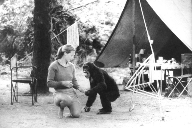 Ein Schwarz-Weiß-Foto zeigt Jane Goodall, die auf den Knien sitzt und mit einem Schimpansen interagiert. Im Hintergrund ist ein Zelt und einige Campingmöbel zu sehen. 